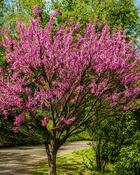 Cercis Canadensis (40-60 cm) image