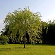 Salix Babylonica Tortuosa image