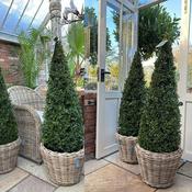 Extra Large Buxus in Wicker Basket image