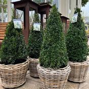 Buxus Cone in Wicker Basket