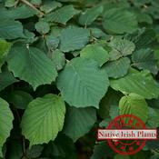 Corylus Avellana image