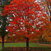 Quercus Rubra - Red Oak image
