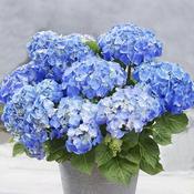 Hydrangea Macrophylla Little Blue - Dwarf Variety
