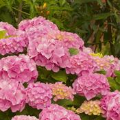 Hydrangea Macrophylla Little Pink (25-30 cm)