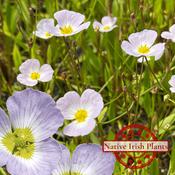 Baldellia Ranunculoides image