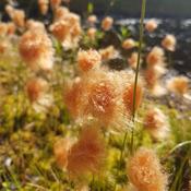 Eriophorum Russeolum