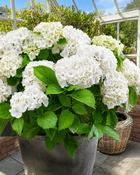 Hydrangea Macrophylla Little White (25-30 cm) image