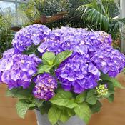 Hydrangea Macrophylla Little Purple - Dwarf Variety