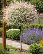 Salix Integra Flamingo Standard