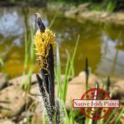 Carex Nigra image