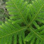 Araucaria Heterophylla (70-80 cm) image