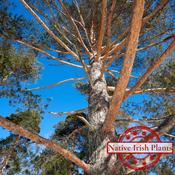 Pinus Sylvestris - Burren Pine image