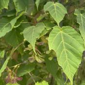Acer Davidii