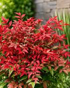 Evergreen Elegance Bundle