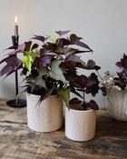 Flower Pot Lavander - Large (D 13 x H 13 cm) image