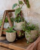 Flower Pot Pine - Small (D 11 x H 11 cm) image