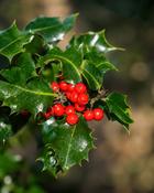 Ilex Aquifolium Common Holly (45–50 cm) image