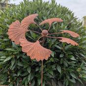 Ginkgo Spinner image