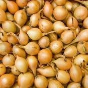 Stuttgarter Onions