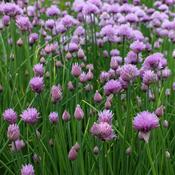 Chives - Herb Seeds image