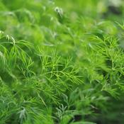 Dill - Herb Seeds image
