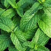 Mint - Herb Seeds image