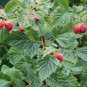 Raspberry Mix x12 Plants - B/R (40-50 cm)