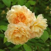 David Austin - Grace (Shrub)