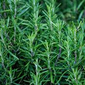 Rosemary image
