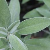 Sage - Herb Seeds image