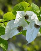 Davidia involucrata (Handkerchief Tree) (80–90 cm) image