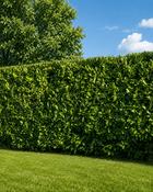 Prunus Laurocerasus Rotundifolia Cherry Laurel (35-40 cm) image