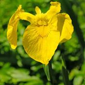 Iris Pseudacorus