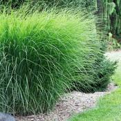Miscanthus Sinensis Gracillimus image