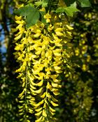 Laburnum Anagyroides (80-100 cm) image