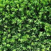 Ligustrum Ovalifolium (90-100 cm) image