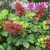 Hydrangea Quercifolia Ruby Slippers(30-35 cm)