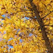 Larix Kaempferi (125-150 cm) image