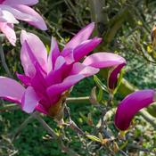 Magnolia Betty (60-70 cm) image