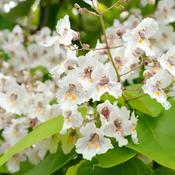 Catalpa Bignonioides (60-90 cm) image