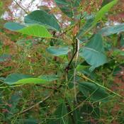 Cotinus Coggygria (90-120 cm)