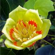 Liriodendron Chinense (150-160 cm) image