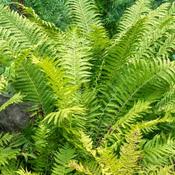 Matteuccia Struthiopteris (15-20 cm) image