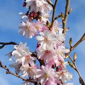 Prunus x Subhirtella Autumnalis Rosea (170-180 cm) image