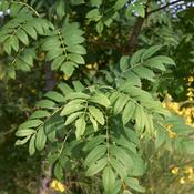 Sorbus Aucuparia (160-175 cm) image