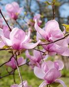 Magnolia George Henry Kern (60–70 cm) image