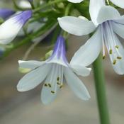 Agapanthus Twister (20-25 cm)