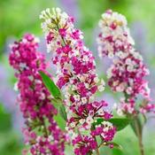 Buddleja Davidii Berries &amp;amp; Cream