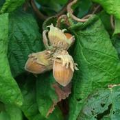 Corylus Avellana Contorta (50-60 cm)