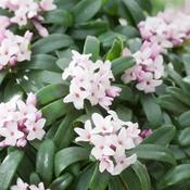 Daphne Trans. Eternal Fragrance (15-20 cm) image